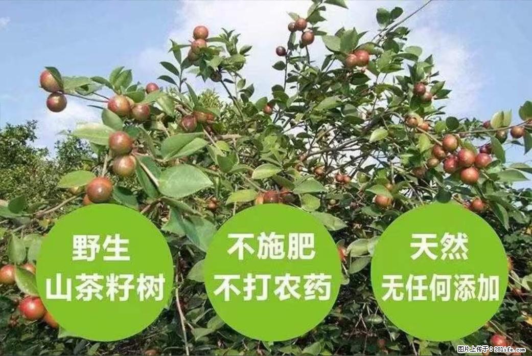 【灌阳县油茶产业示范区】一个有着充实的精神生活的人，对待身外之物自会有一种淡泊的态度 - 美食天地 - 重庆生活社区 - 重庆28生活网 cq.28life.com