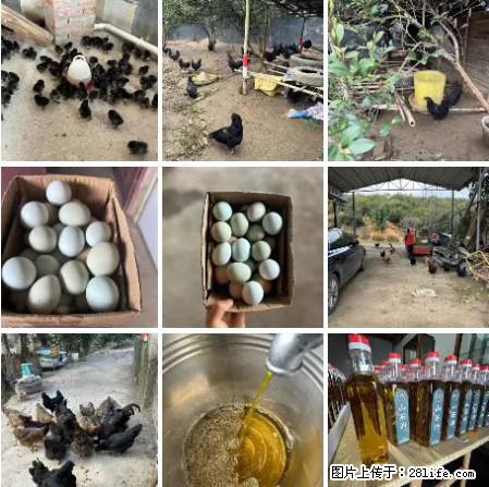 油茶园从小鸡仔开始养起的纯土鸡、土鸡蛋可以预定啦!还有前几天刚榨的纯山茶油哦 - 美食天地 - 重庆生活社区 - 重庆28生活网 cq.28life.com
