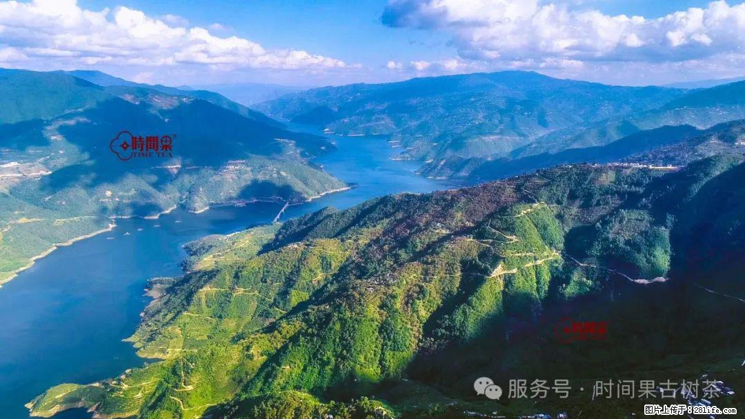 时间果百年古树龙珠普洱生茶 - 购物交流 - 重庆生活社区 - 重庆28生活网 cq.28life.com