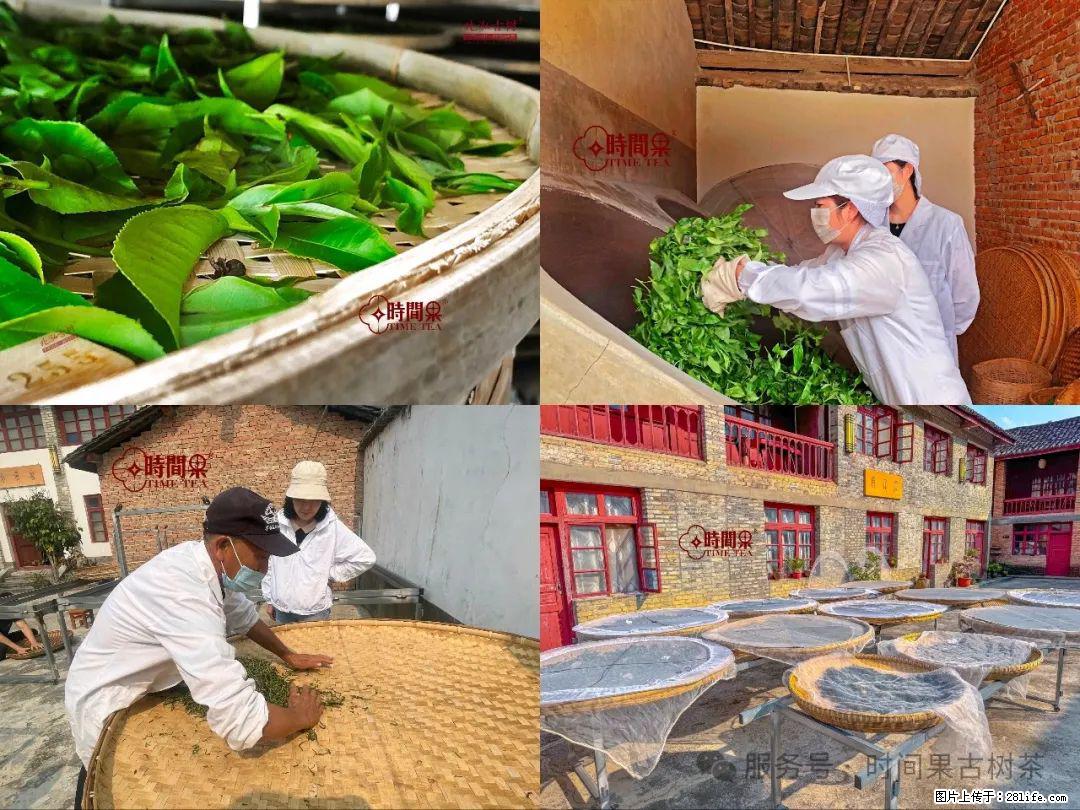 时间果百年古树龙珠普洱生茶 - 购物交流 - 重庆生活社区 - 重庆28生活网 cq.28life.com