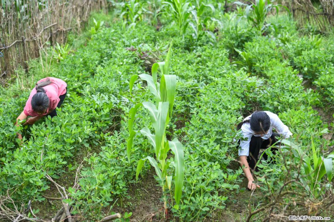全网追的“扁担女孩”,找了一份暑假工,时薪12元 - 重庆生活资讯 - 重庆28生活网 cq.28life.com