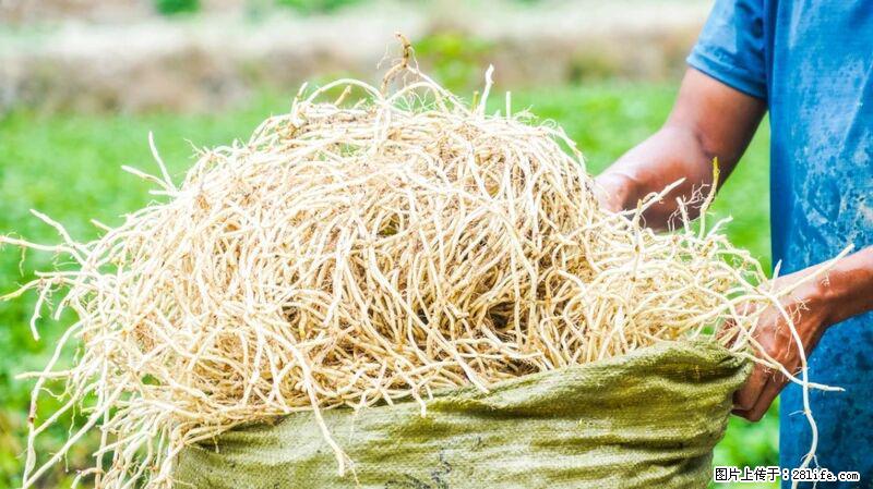 堪称“最难吃”的蔬菜，却是 “抗辐射神器”，还能护肺、清热、止咳化痰！ - 重庆生活资讯 - 重庆28生活网 cq.28life.com