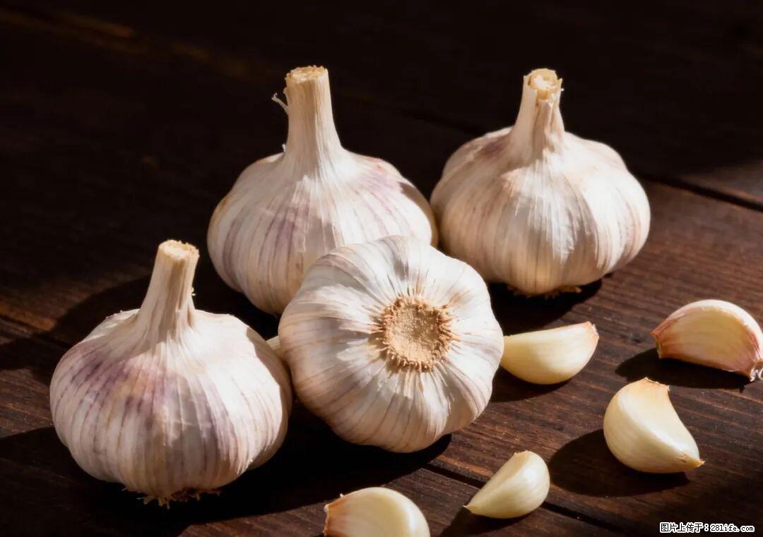 关于大蒜，除了“天然抗生素”，这4个谣言更该警惕! - 重庆生活资讯 - 重庆28生活网 cq.28life.com