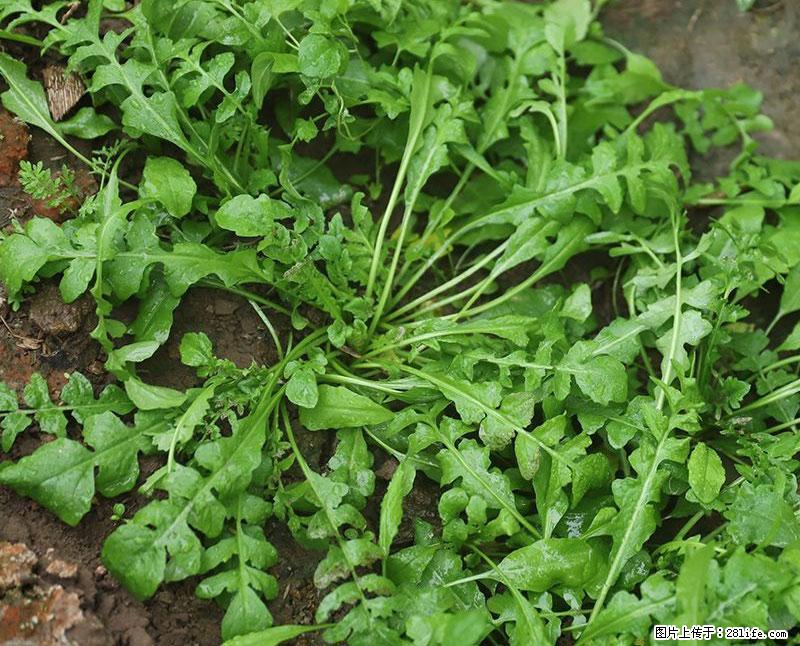 这些蔬菜是“天然钙片”，这6种被医生重点推荐 - 重庆生活资讯 - 重庆28生活网 cq.28life.com