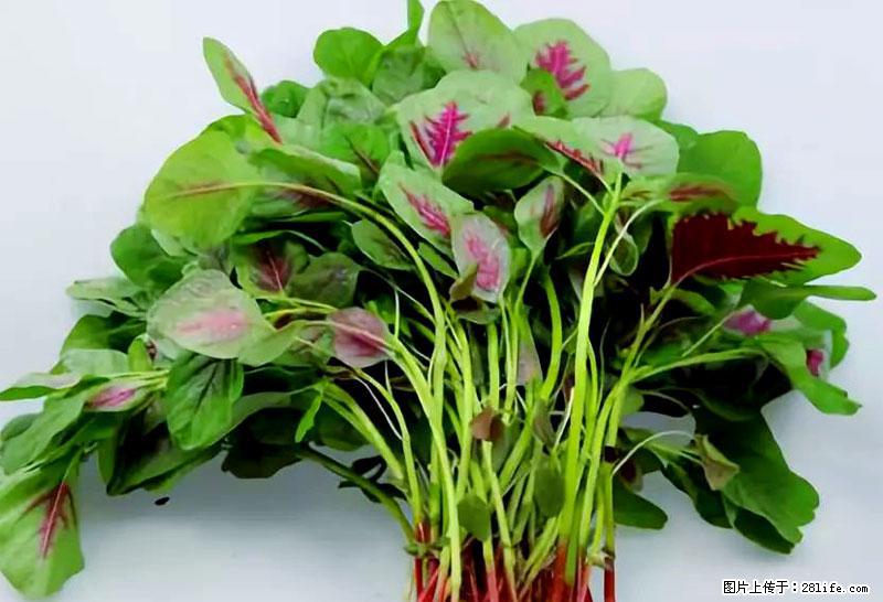 这些蔬菜是“天然钙片”，这6种被医生重点推荐 - 重庆生活资讯 - 重庆28生活网 cq.28life.com