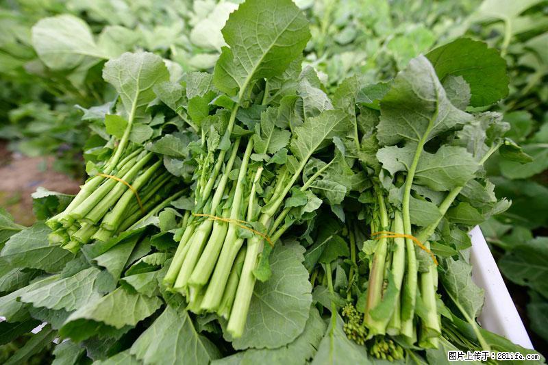 这些蔬菜是“天然钙片”，这6种被医生重点推荐 - 重庆生活资讯 - 重庆28生活网 cq.28life.com